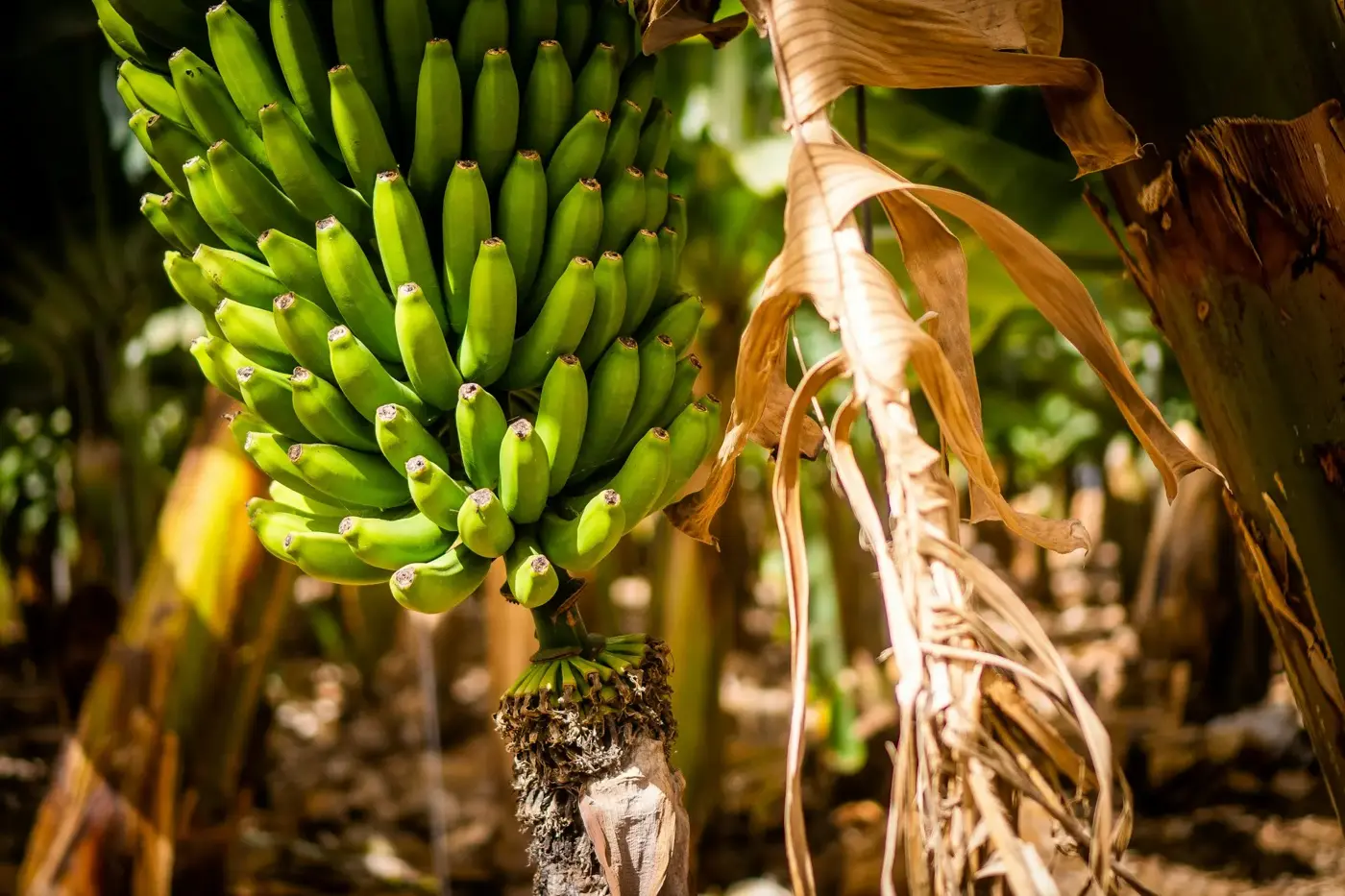 Bunch of Cavendish bananas on the plant