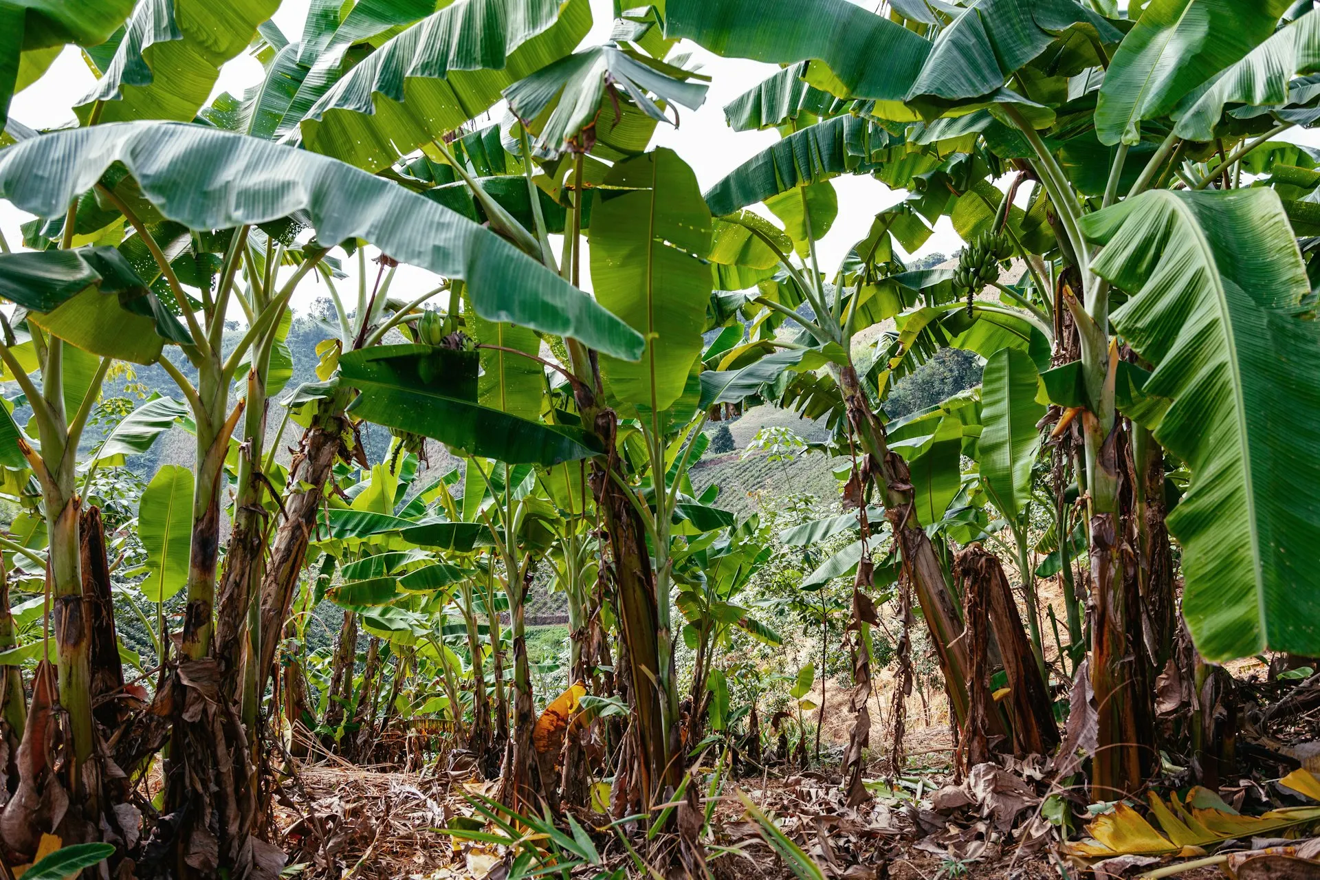 Cavendish banana plantation
