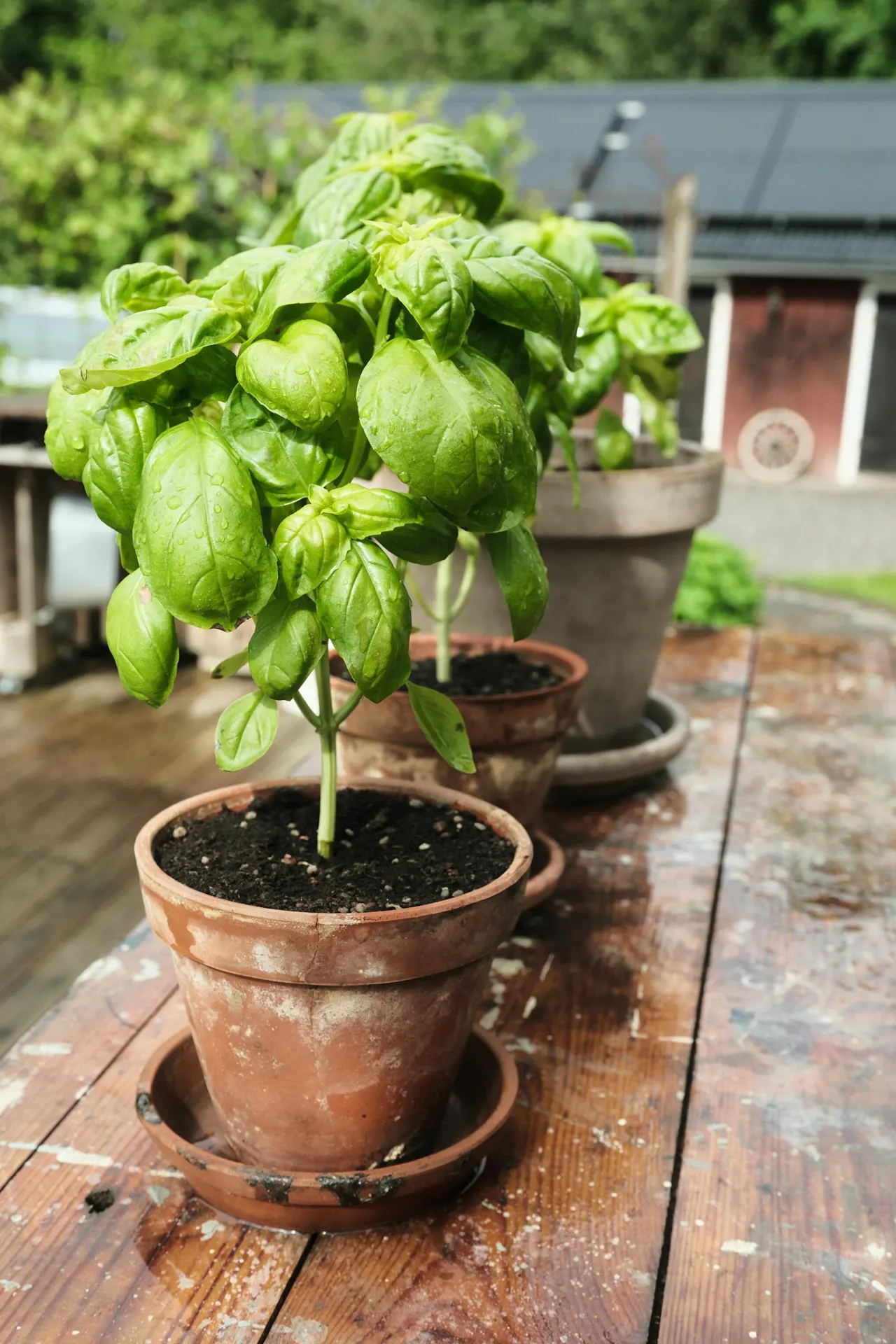 Living basil plants