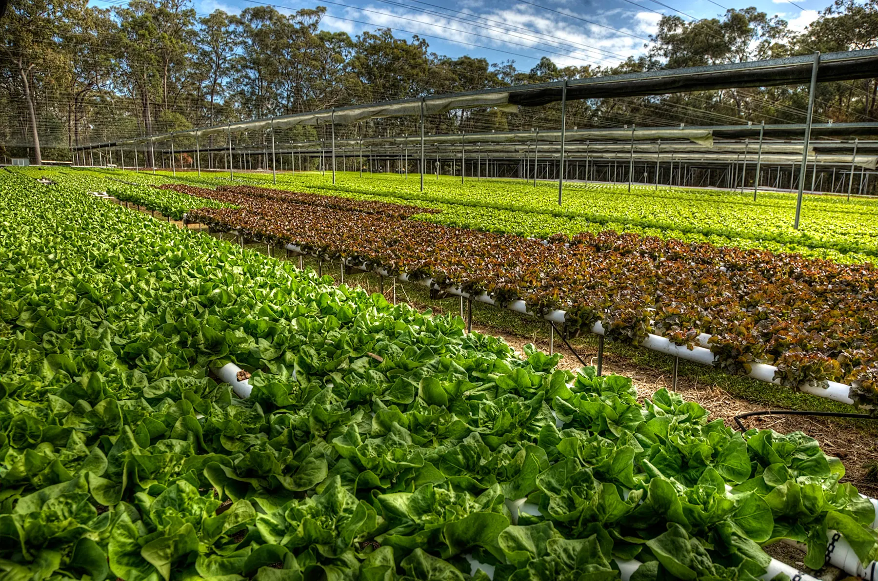 Rows of hydroponic lettuce