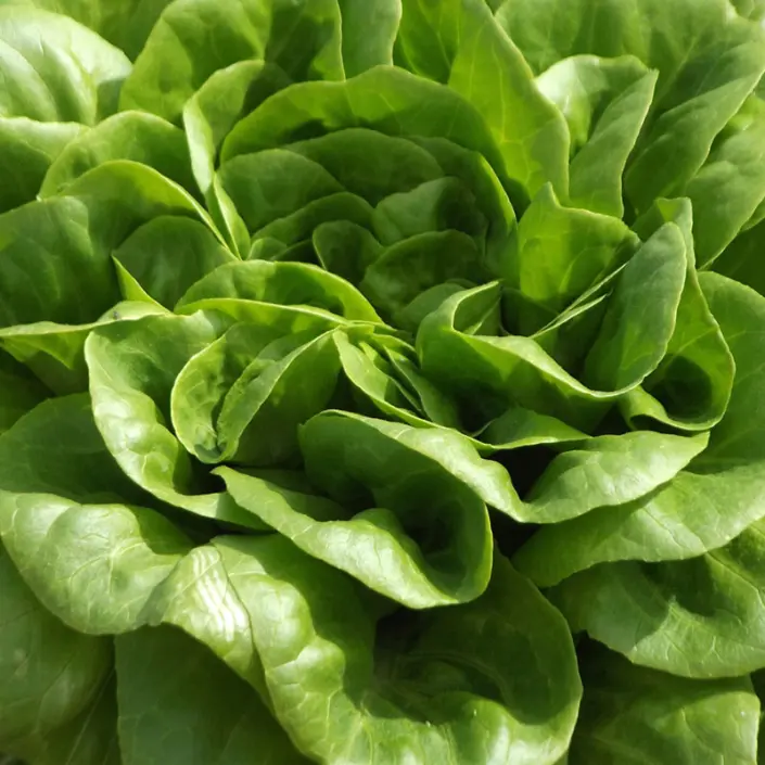 Fresh hydroponic lettuce