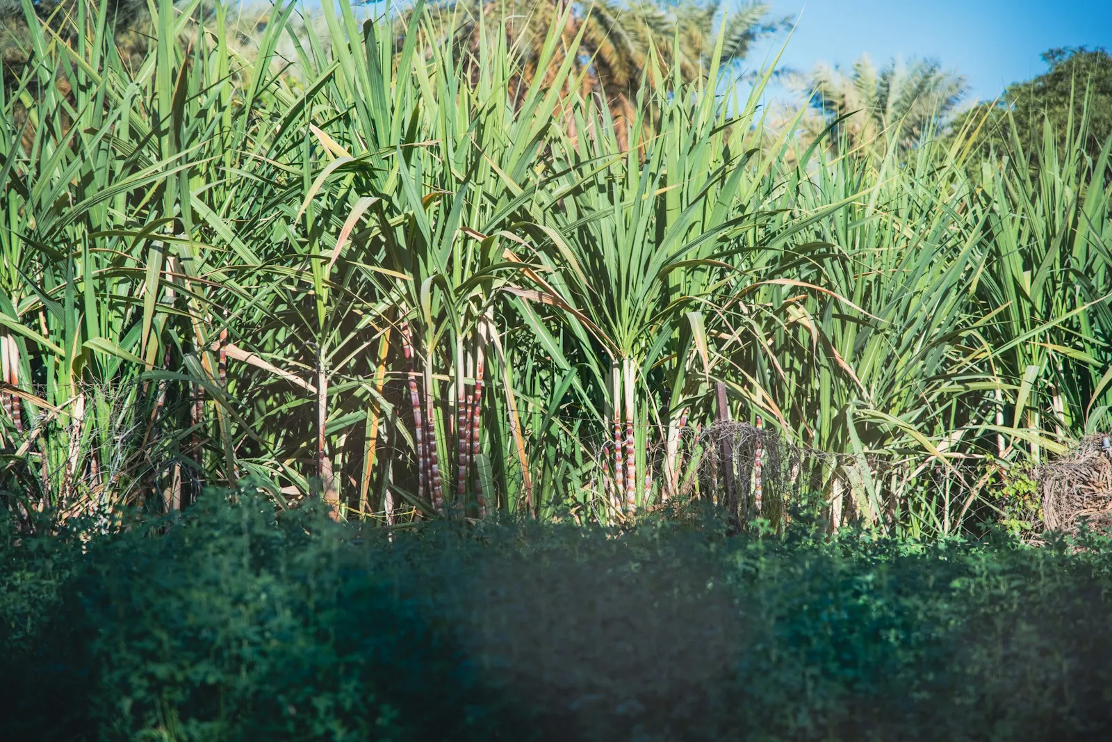 Lush green sugar cane