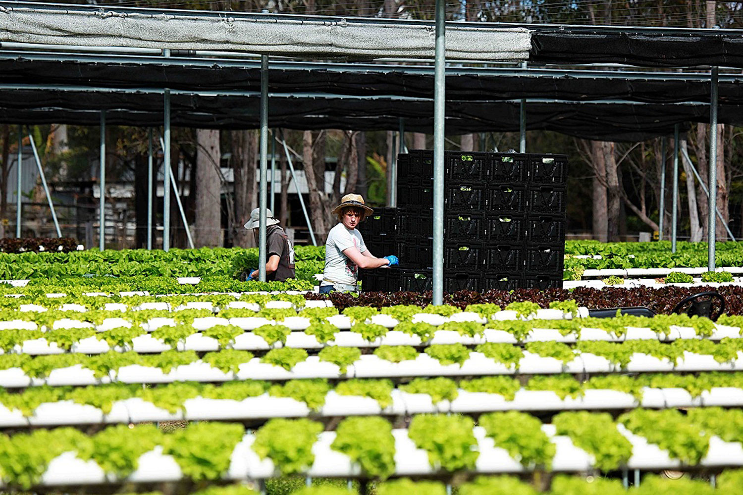 Harvesting Lettuce