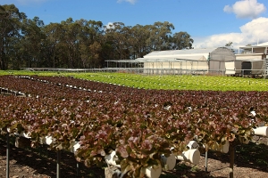 Hydroponic Lettuce