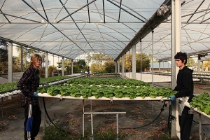 Hydroponic Lettuce