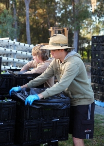 Lettuce Packing