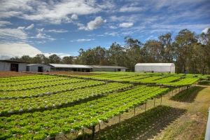 Lettuce Rows