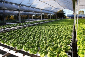 Lettuce Rows