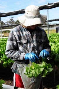 Packing Lettuce