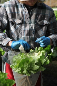 Packing Lettuce