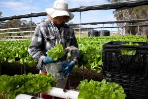 Packing Lettuce