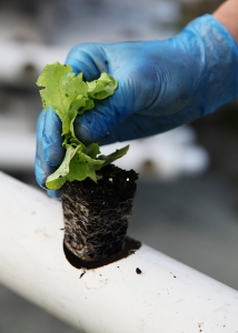 Planting Lettuce