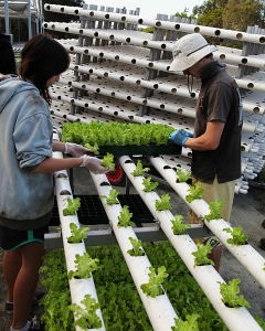 Planting Lettuce