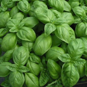 Basil